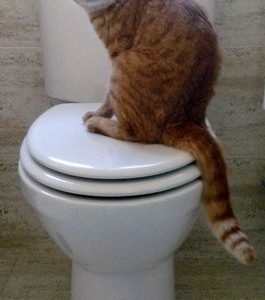 Asiento inodoro OLA tapawc compatible Jacob Delafon AMORTIGUADO